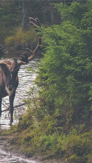 哈密瓜哺乳期可以吃吗截图2