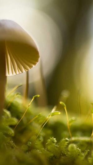 黑料正能量index.php截图4