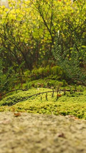 黑料不打烊吃瓜曝光截图3