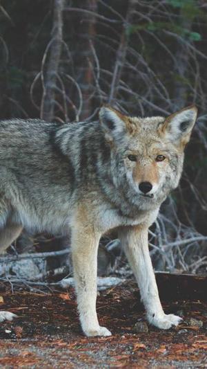 黑料社区app截图2