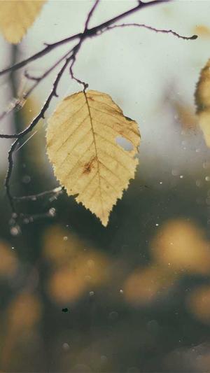 吃瓜落是什么意思截图3